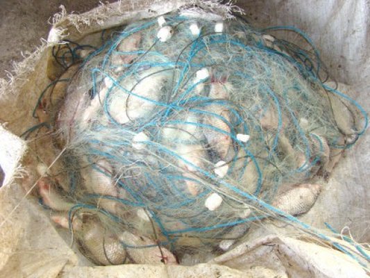Jumătate de tonă de peşte, confiscată de poliţiştii de frontieră constănţeni